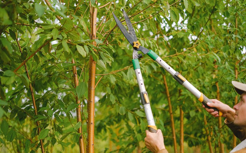 Tree trimming in Plain, WI