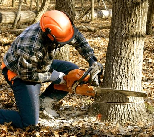 Tree Removal in Plain, WI